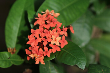  red flower ,Indian Jasmine.scientific name Ixora chinensis Lamk