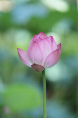 opening pink lotus in hot summer in rain in hong kong university of lily pond