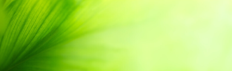 Nature of green leaf in garden at summer. Natural green leaves plants using as spring background cover page greenery environment ecology lime green wallpaper