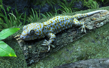 3d illustration of Tokay gecko climbing tree. A baby tokay gecko is climbing on a tree.