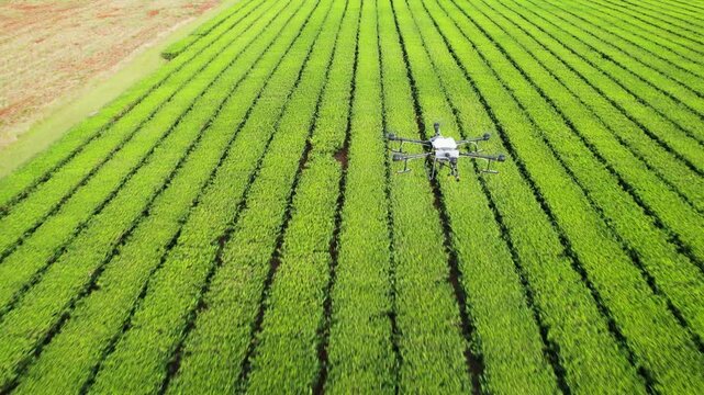 Aerial tracking shot of a DJI Agras T30 surveying the health of the crops below