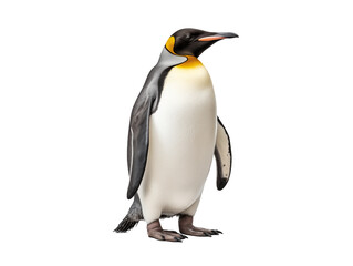 Fototapeta premium a penguin standing on a black background