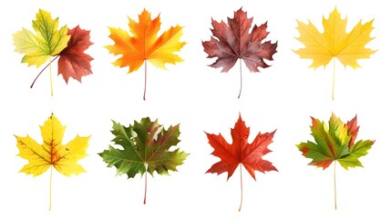 Set of autumn themed compositions - isolated bouquets of natural leaves, single maple leaves, abstract pile of maple leaves of yellow, orange, red, burgundy, green colors on white background.