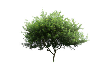 tree with grass isolated on transparent background