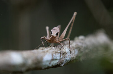 This type of insect was found in a forest in Thailand at Ban Krang Camp. Kaeng Krachan National Park It has an external appearance that is very leaf-like.