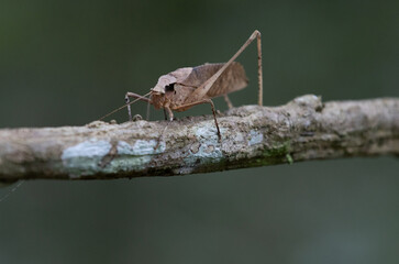 This type of insect was found in a forest in Thailand at Ban Krang Camp. Kaeng Krachan National Park It has an external appearance that is very leaf-like.