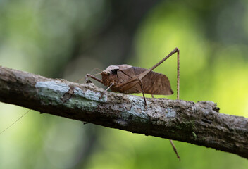 This type of insect was found in a forest in Thailand at Ban Krang Camp. Kaeng Krachan National Park It has an external appearance that is very leaf-like.