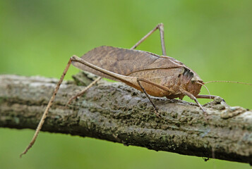 This type of insect was found in a forest in Thailand at Ban Krang Camp. Kaeng Krachan National Park It has an external appearance that is very leaf-like.