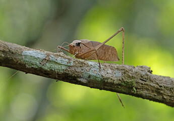 This type of insect was found in a forest in Thailand at Ban Krang Camp. Kaeng Krachan National Park It has an external appearance that is very leaf-like.