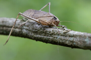This type of insect was found in a forest in Thailand at Ban Krang Camp. Kaeng Krachan National Park It has an external appearance that is very leaf-like.