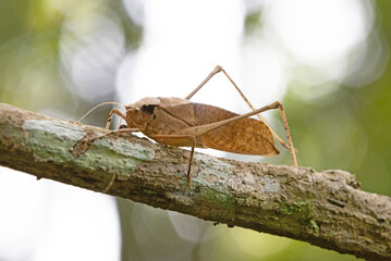 This type of insect was found in a forest in Thailand at Ban Krang Camp. Kaeng Krachan National Park It has an external appearance that is very leaf-like.