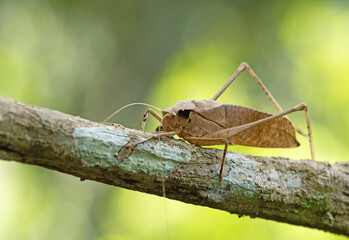 This type of insect was found in a forest in Thailand at Ban Krang Camp. Kaeng Krachan National Park It has an external appearance that is very leaf-like.
