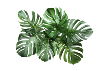 tropical green leaves isolated on transparent background
