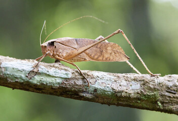 This type of insect was found in a forest in Thailand at Ban Krang Camp. Kaeng Krachan National Park It has an external appearance that is very leaf-like.