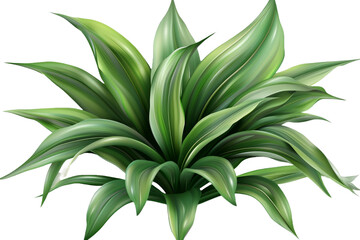 tropical green leaves isolated on transparent background