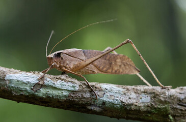 This type of insect was found in a forest in Thailand at Ban Krang Camp. Kaeng Krachan National Park It has an external appearance that is very leaf-like.