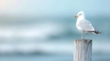 Obraz premium A single seagull perched on a wooden post overlooking the calm ocean waves. Serene coastal scene with a bird in its natural habitat.