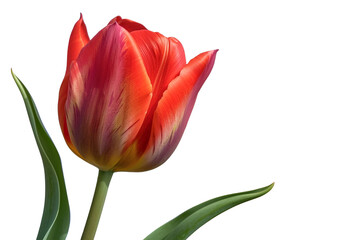 Obraz premium tulip isolated on transparent background