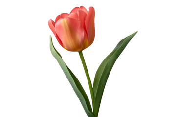 tulip isolated on transparent background