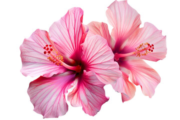 two pink hibiscus flower isolated on transparent background