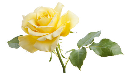 Yellow rose in bloom during the daytime isolated on a transparent background