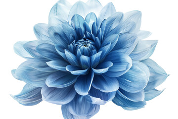 Obraz premium water blue flower isolated on transparent background
