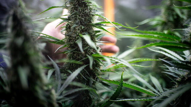 Cannabis Flower wide