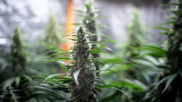 Cannabis Flower 