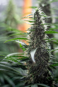 Cannabis Flower