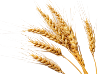 wheat ears isolated on transparent background