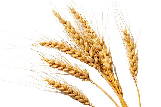 wheat ears isolated on transparent background