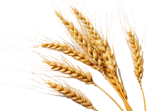 wheat ears isolated on transparent background