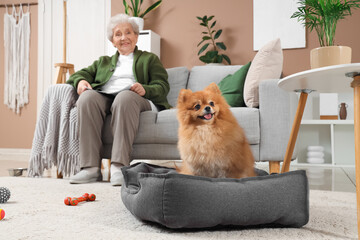 Cute Pomeranian dog in pet bed with senior woman at home, closeup