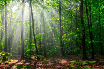 Obraz premium Sunny morning in the forest