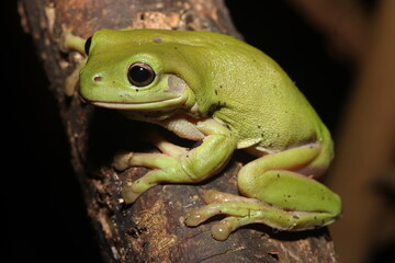 Australian green tree frog (Litoria caerulea)