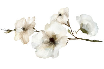 white flower stalk watercolor isolated on transparent background