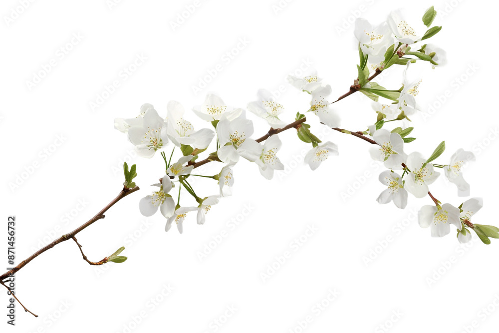 Wall mural white flowers branch isolated on transparent background