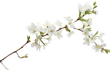 white flowers branch isolated on transparent background - Powered by Adobe