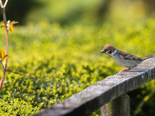 柵にとまるスズメ