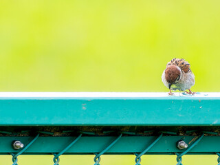 柵にとまるスズメ