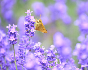 コキマダラセセリとラベンダー畑 / Lavender field with The Japanese Dart