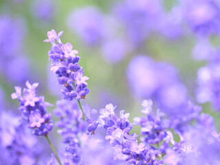 ラベンダー畑 / Lavender fields © FRAGMENTSOFHOKKAIDO