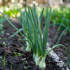 Obraz premium Closeup of green onion shoots thriving in the fertile soil of an early spring garden, with natural sunlight