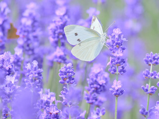 モンシロチョウとラベンダー畑 / Lavender fields with Small White