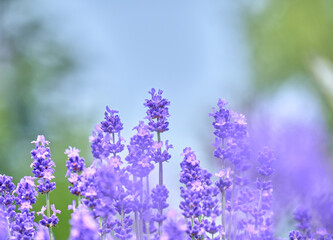 ラベンダー畑 / Lavender fields