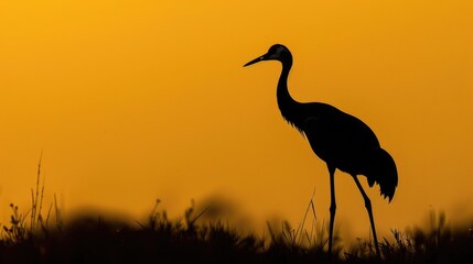 Fototapeta premium Silhouette of a crane bird