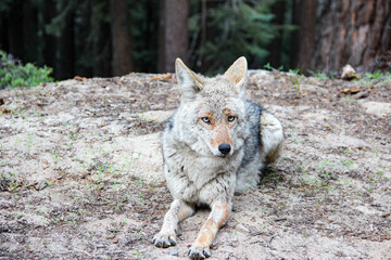 gray wolf in the woods