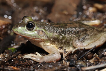 Dahl's aquatic frog (Litoria (Ranoidea) dahlii)