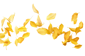 yellow autumn petals isolated on transparent background