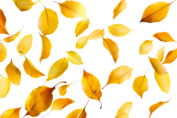 yellow autumn petals isolated on transparent background